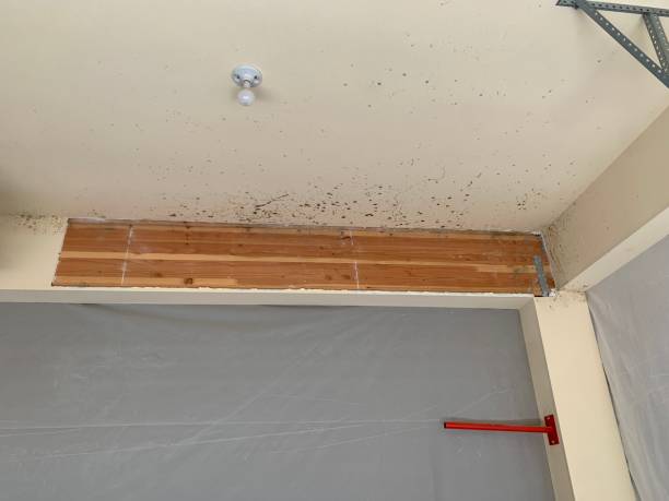 Best Black Mold Removal  in White City, FL