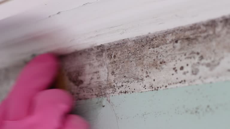 Best Commercial Mold Inspection  in White City, FL